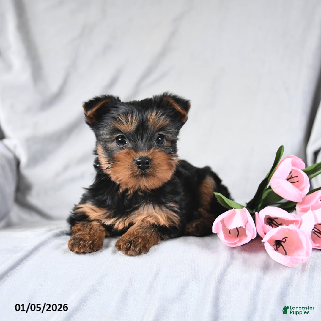 Yorkshire Terrier dogs for sale: Lucky - Ad 3