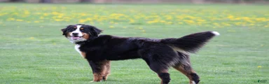 Bernese Mountain Dog 6