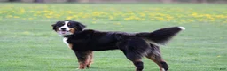 Bernese Mountain Dog dogs for sale: Bernese Mountain Dog 6 - Ad 1