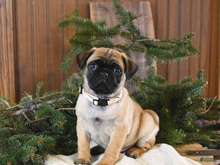 Mixed Breed dogs Oliver - Ad 19