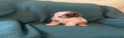 Cockapoo dogs for sale: Cockapoo 5 - Ad 5