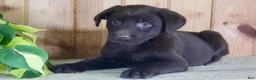 Labrador Retriever dogs for sale: Tulip - Ad 6
