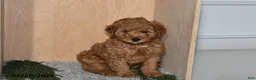 Mini Goldendoodle dogs for sale: Rex - Ad 4