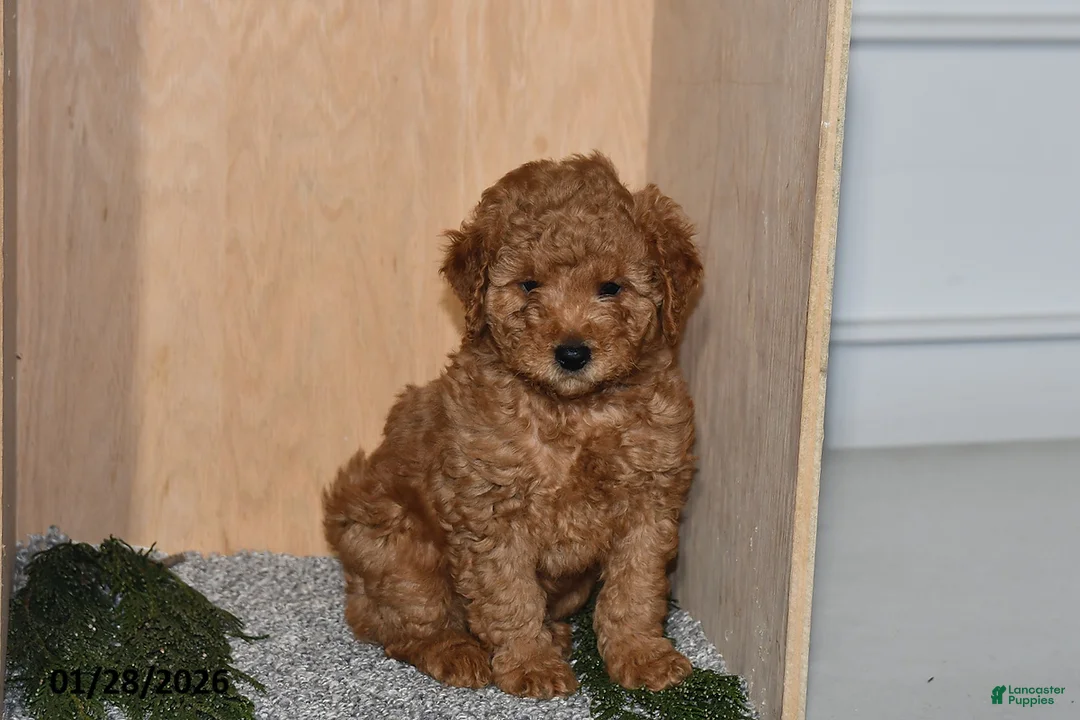 Mini Goldendoodle dogs for sale: Rex - Ad 4