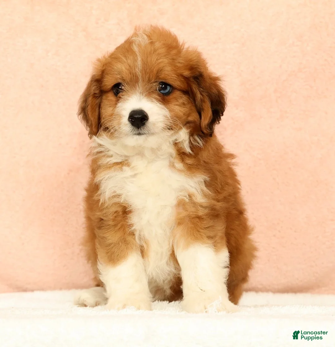 Mini Aussiedoodle dogs for sale: Myron - Ad 1
