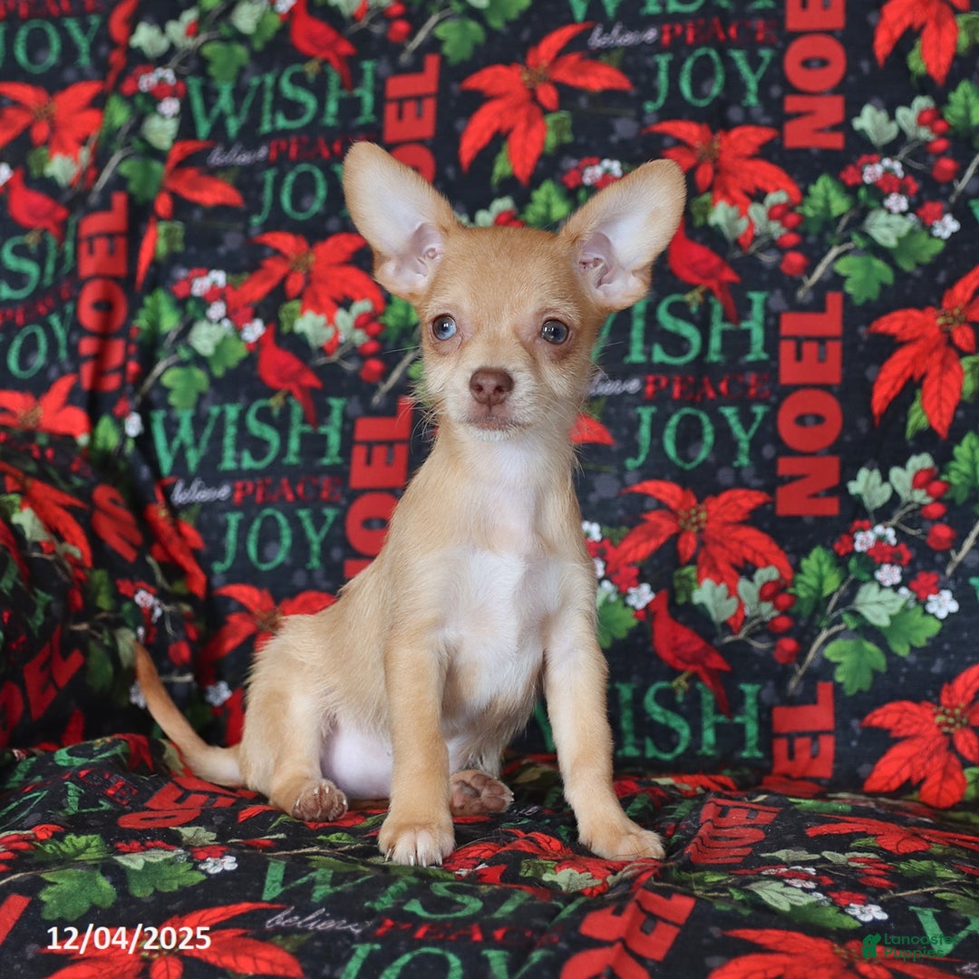 Chihuahua dogs for sale: Leo - Ad 2