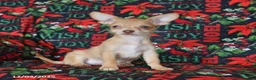 Chihuahua dogs for sale: Leo - Ad 2