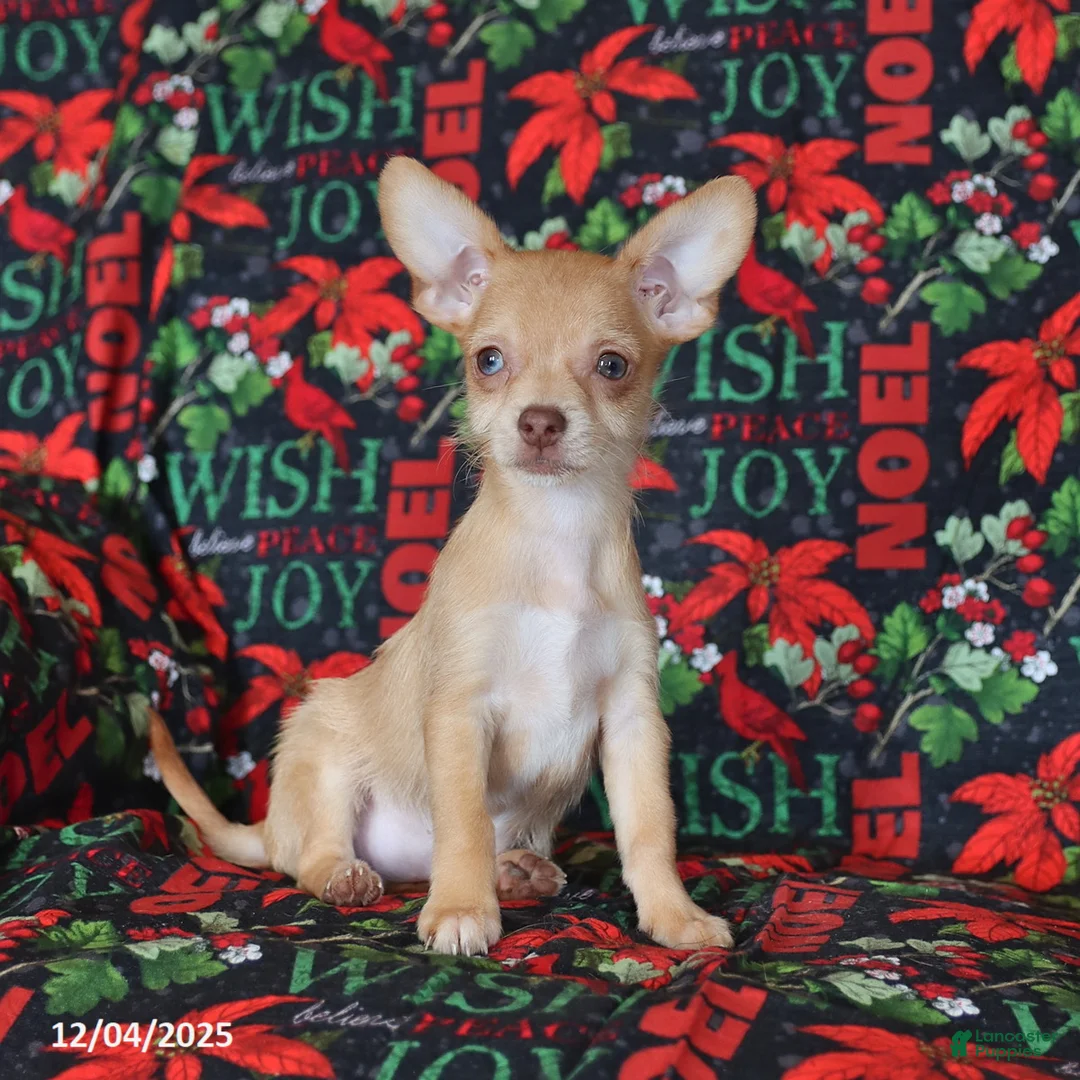 Chihuahua dogs for sale: Leo - Ad 2