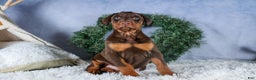 Doberman Pinscher dogs for sale: TASHA - Ad 14