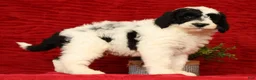 Sheepadoodle dogs for sale: Diesel - Ad 4