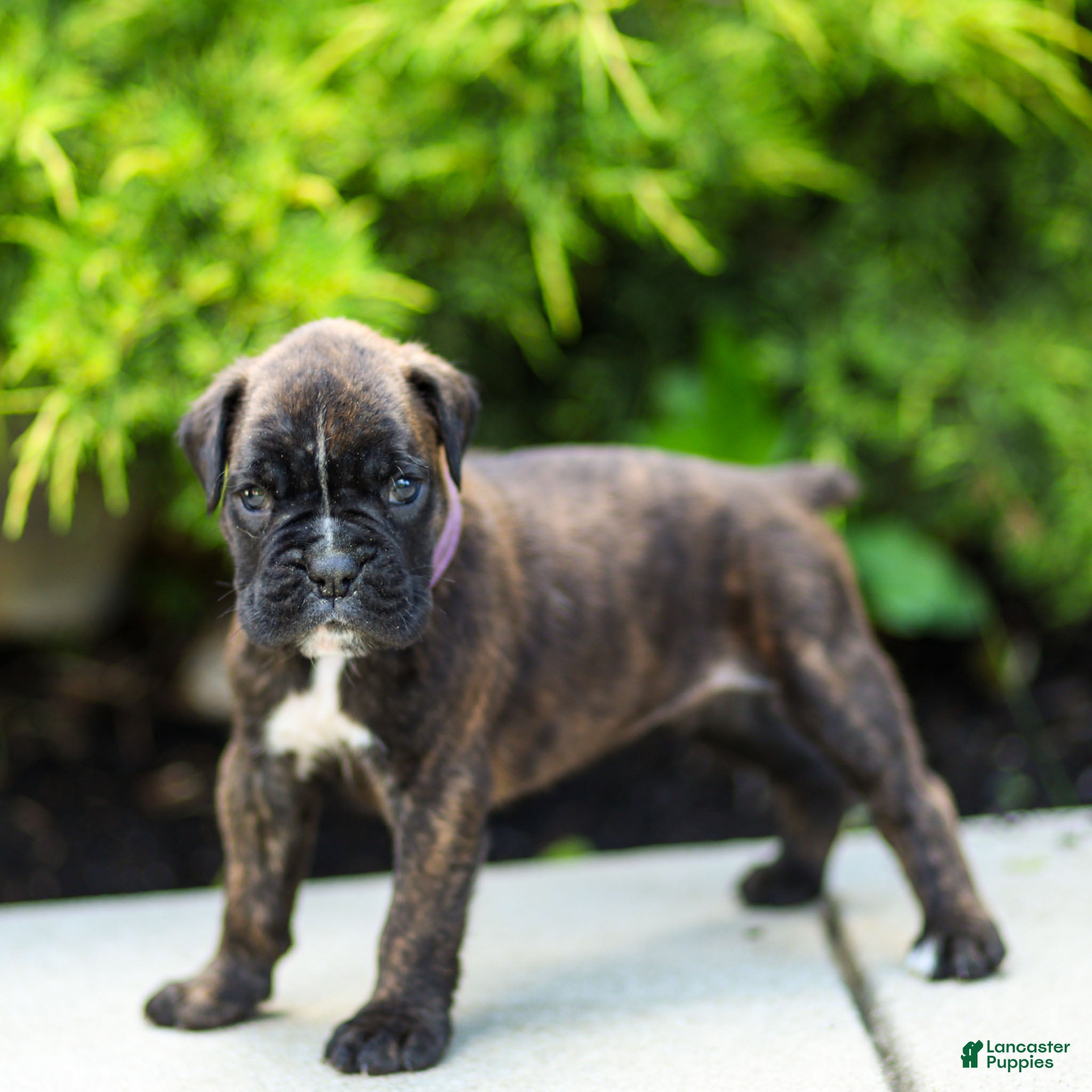 Boxer dogs Lonnie Boxer Puppy  - Ad 2