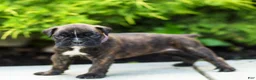 Boxer dogs for sale: Lonnie Boxer Puppy  - Ad 5