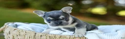 French Bulldog dogs for sale: Denver - Blue & Tan - Ad 11