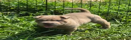 Shar Pei dogs for sale: Lyla - Ad 8