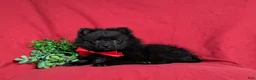 Pomeranian dogs for sale: Malloy 9 lbs Full Grown - Ad 5