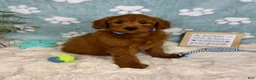 Mini Goldendoodle dogs for sale: Zane - Ad 9