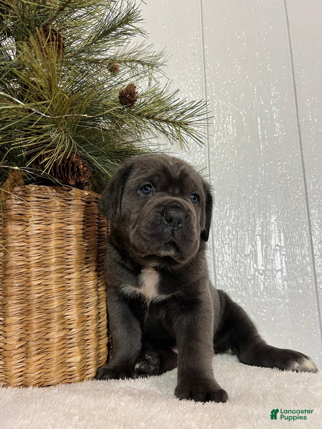 Cane Corso dogs for sale: Duke - Ad 1