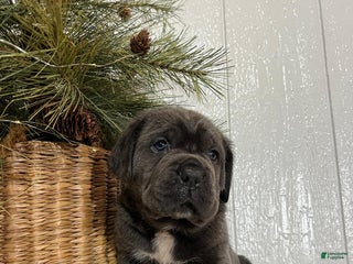 Cane Corso dogs Duke - Ad 15