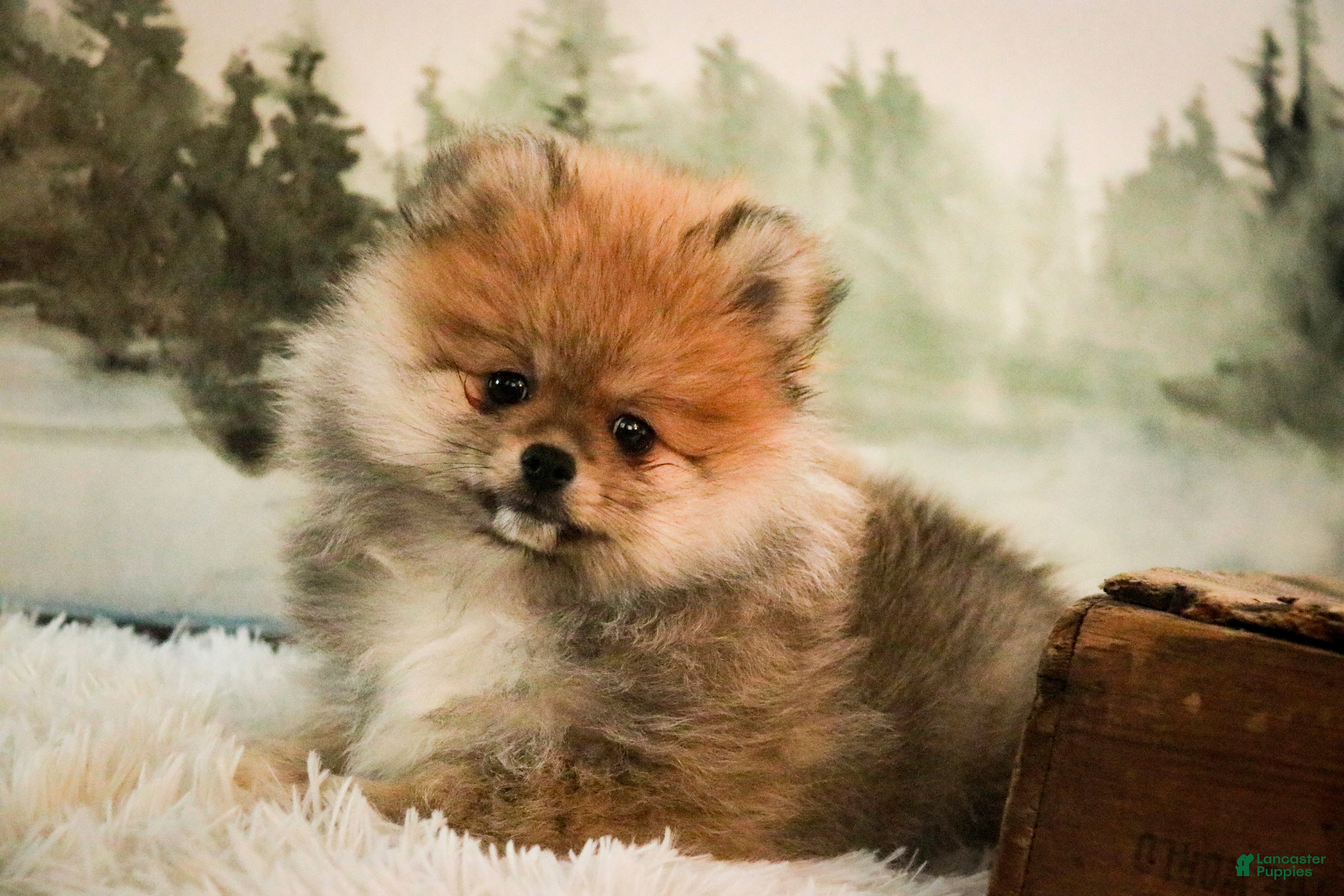Pomeranian dogs Ben - Ad 2