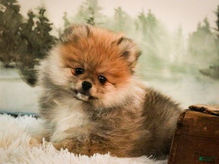 Pomeranian dogs Ben - Ad 21