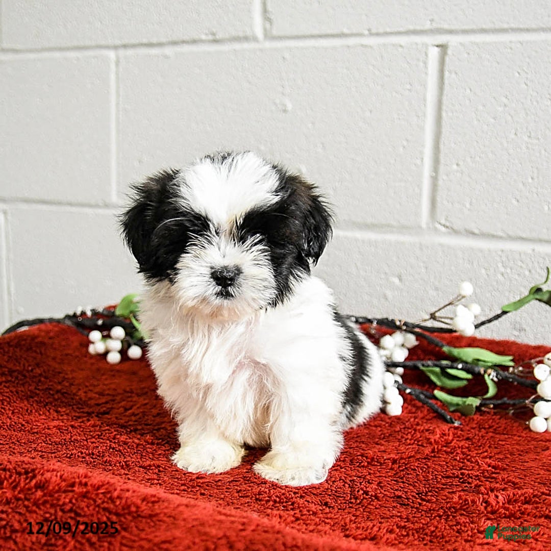 Shih Tzu dogs for sale: Hunter - Ad 3