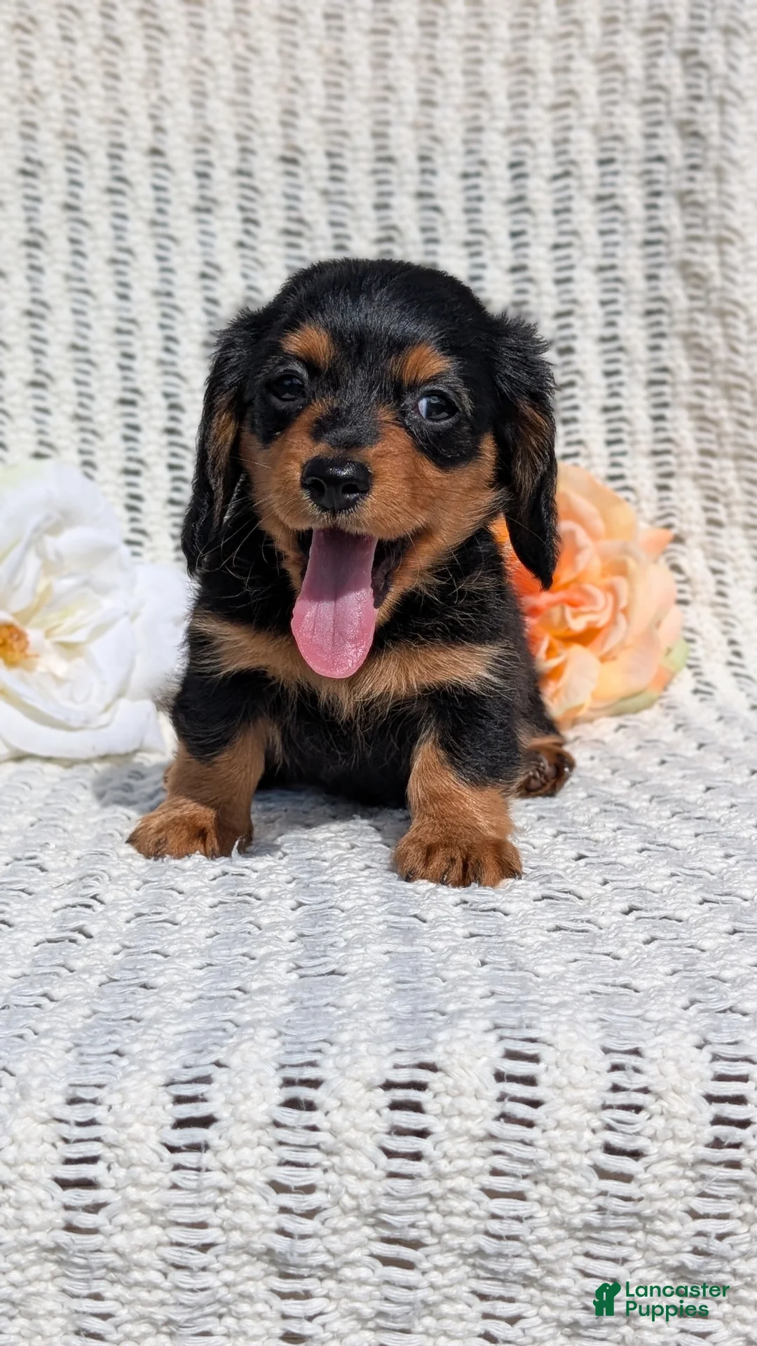 Miniature Dachshund dogs for sale: Roxy - Ad 2