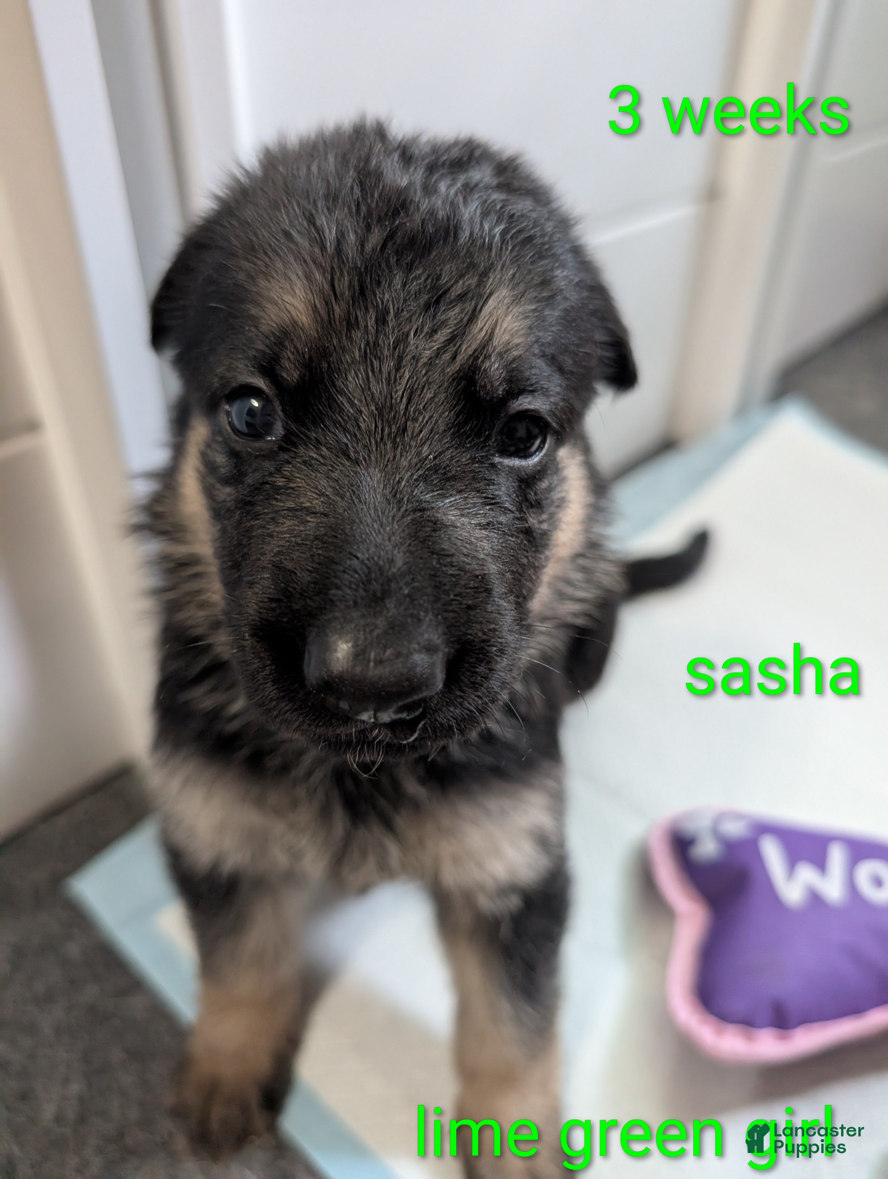 German Shepherd dogs Sasha - Ad 2