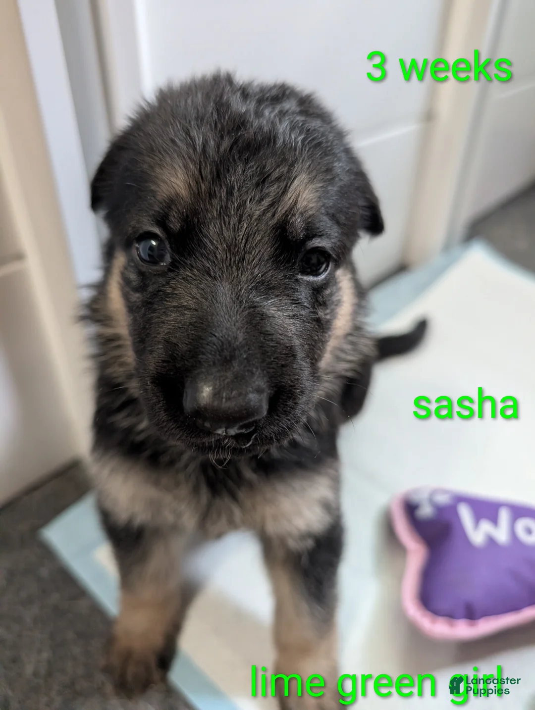 German Shepherd dogs for sale: Sasha - Ad 1