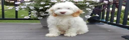 Cockapoo dogs for sale: Maci - Ad 3