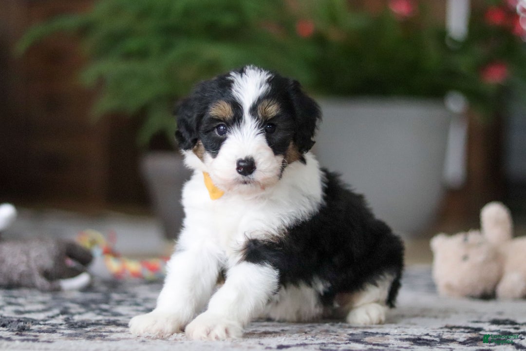 Aussiedoodle dogs for sale: Otto - Ad 3