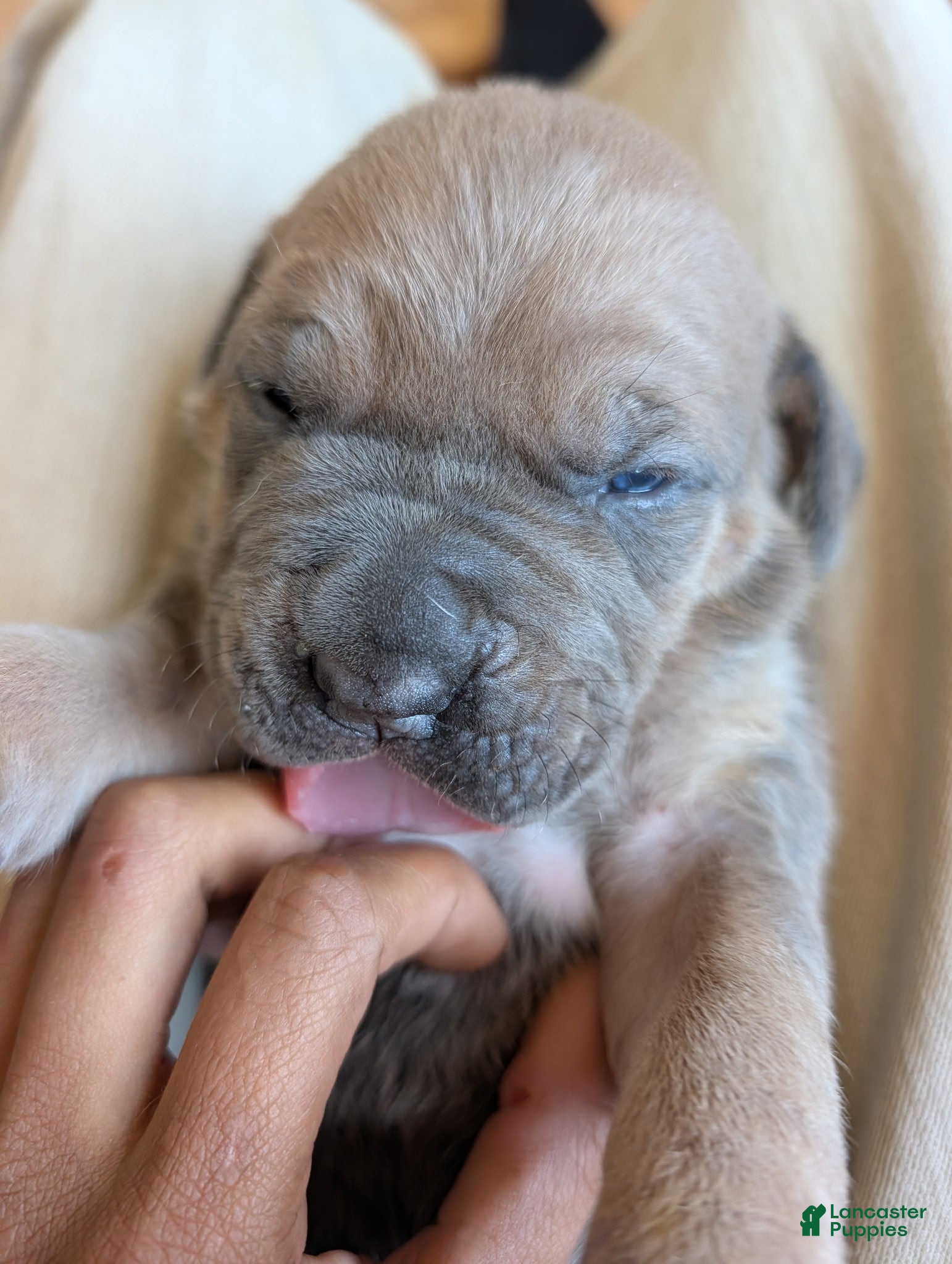 Cane Corso dogs Cane Corso Puppy 5 - Ad 1