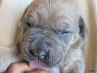 Cane Corso dogs for sale: Cane Corso Puppy 5 - Ad 4