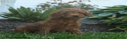 Mini Goldendoodle dogs for sale: Nellie - Ad 3