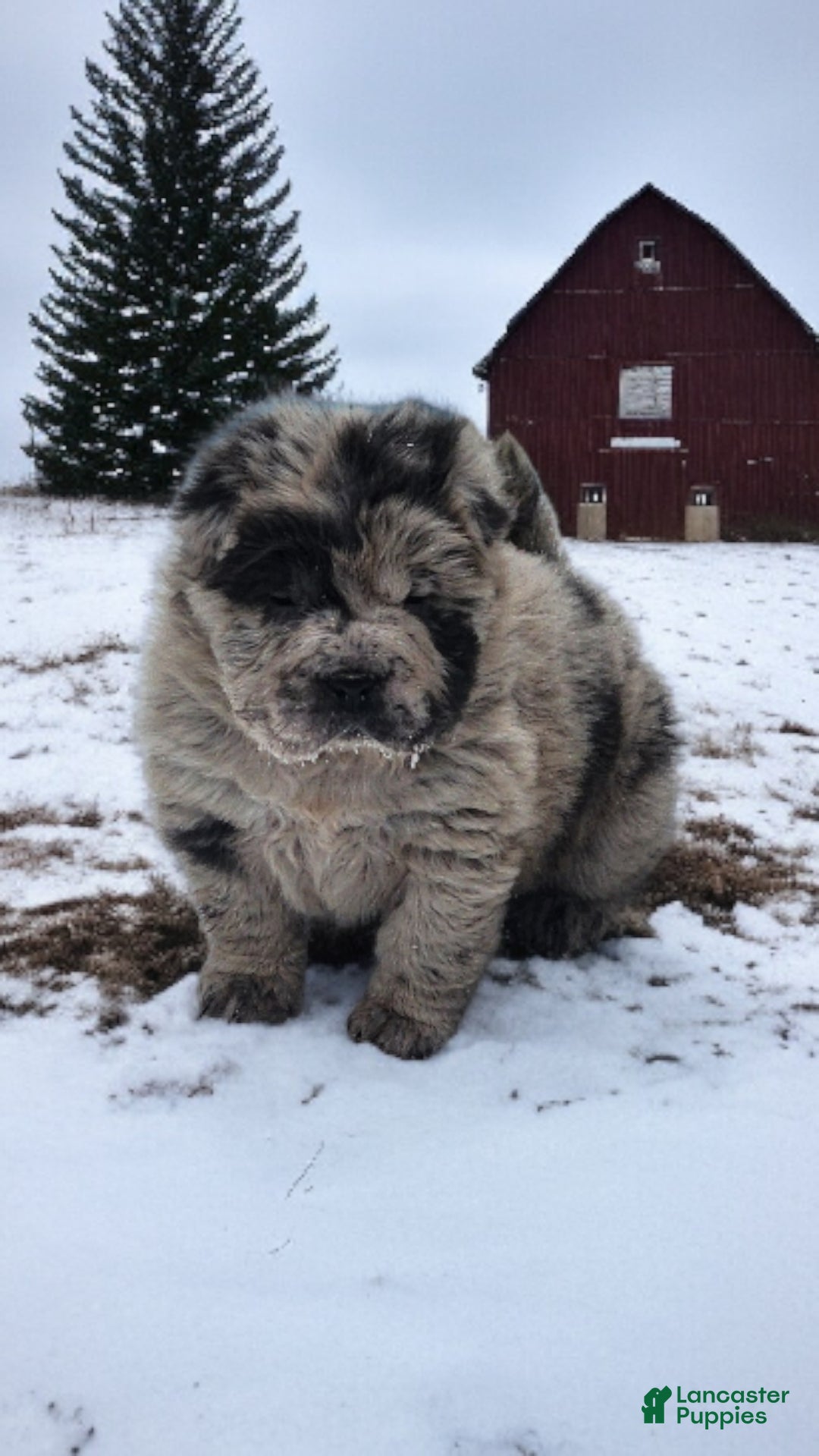 Shar Pei dogs for sale: Marla merle mini bear  - Ad 5