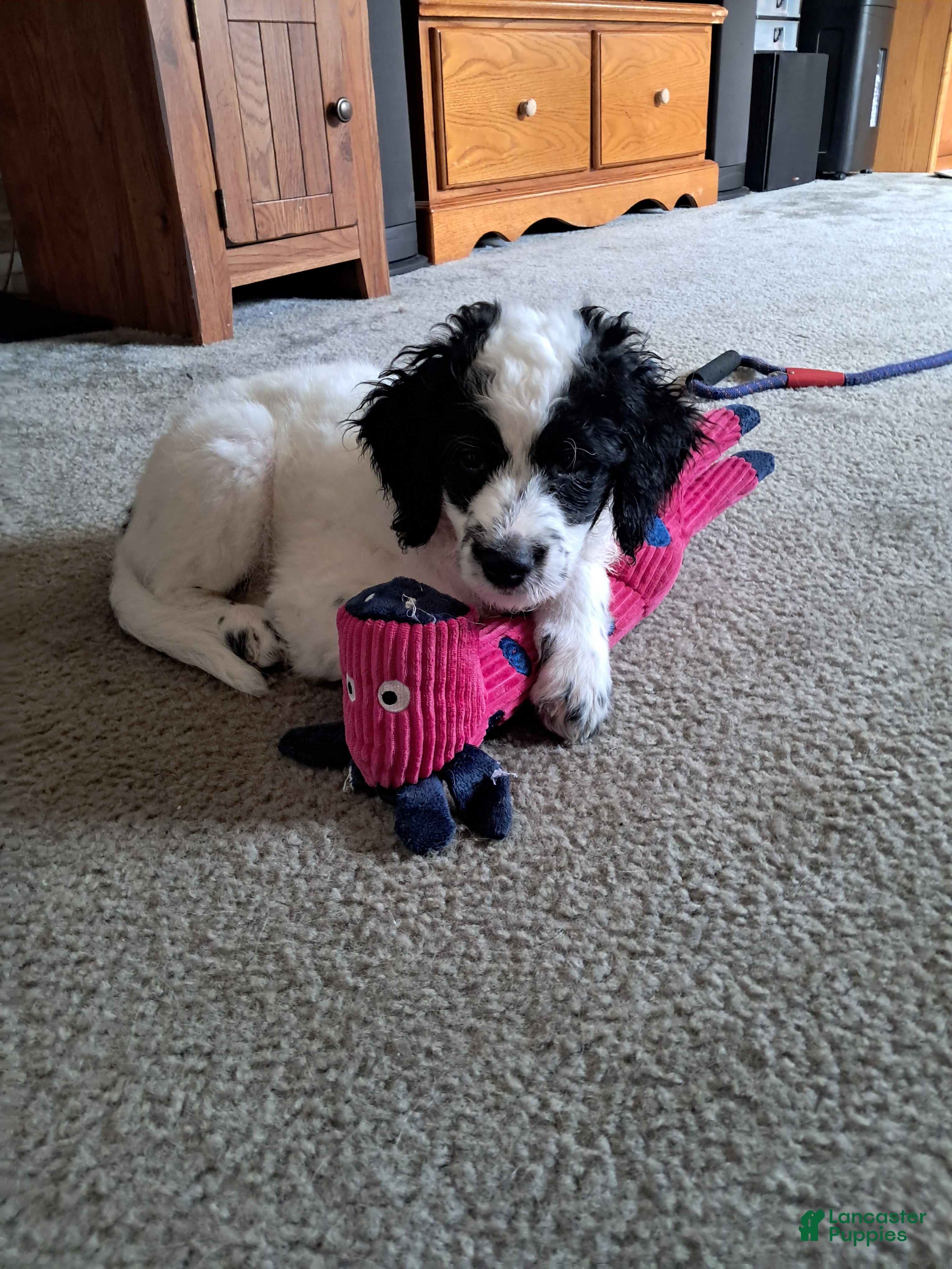 Double Doodle dogs Levi - Ad 1