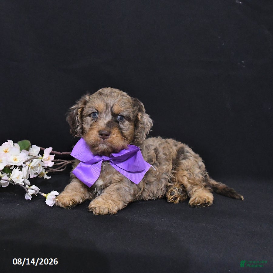Cavapoo dogs Oliver - Ad 1