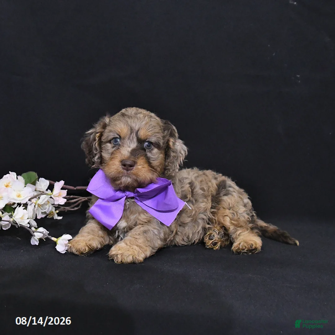 Cavapoo dogs for sale: Oliver - Ad 1