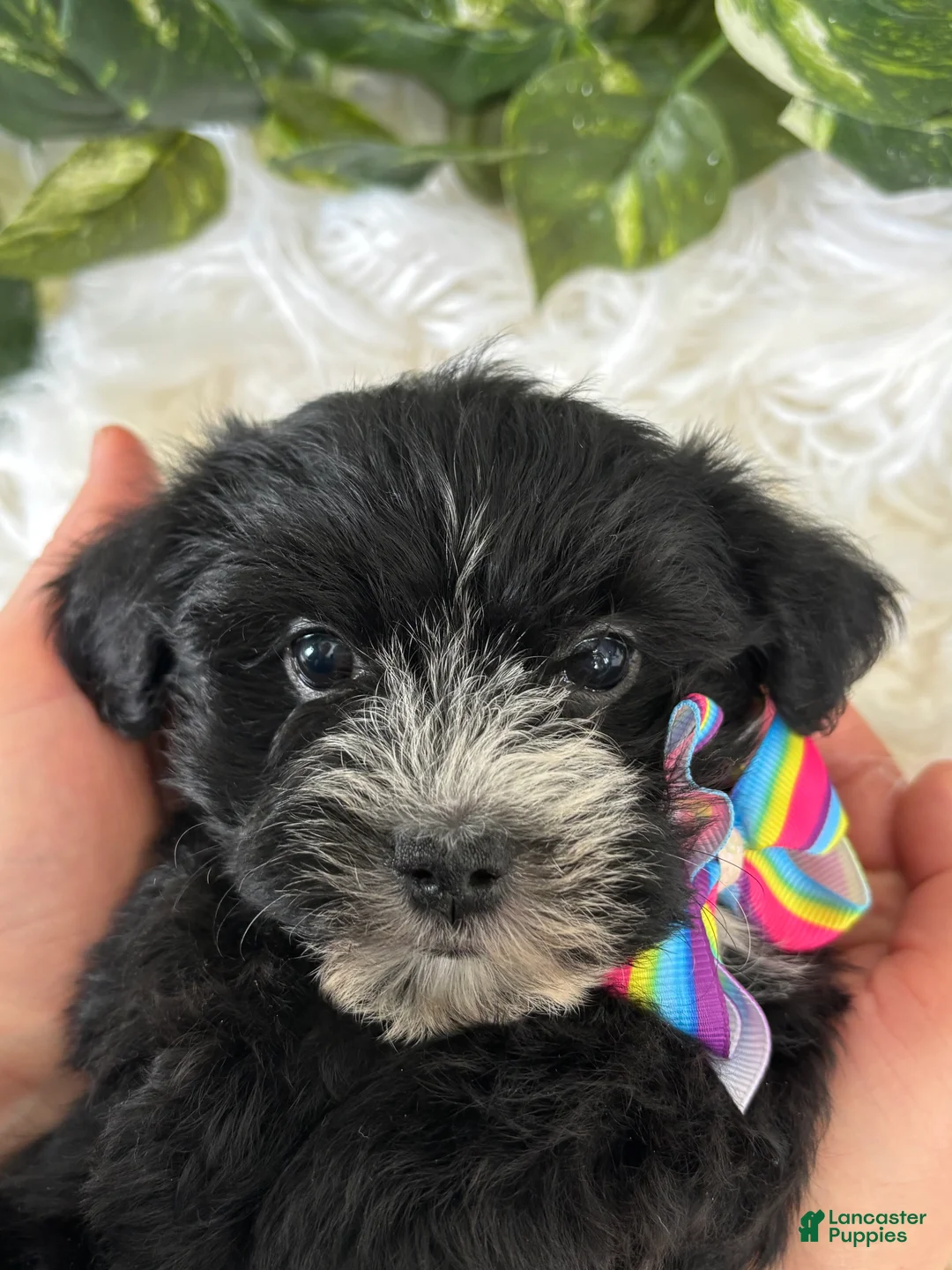 Morkie dogs for sale: Patrick - Ad 19