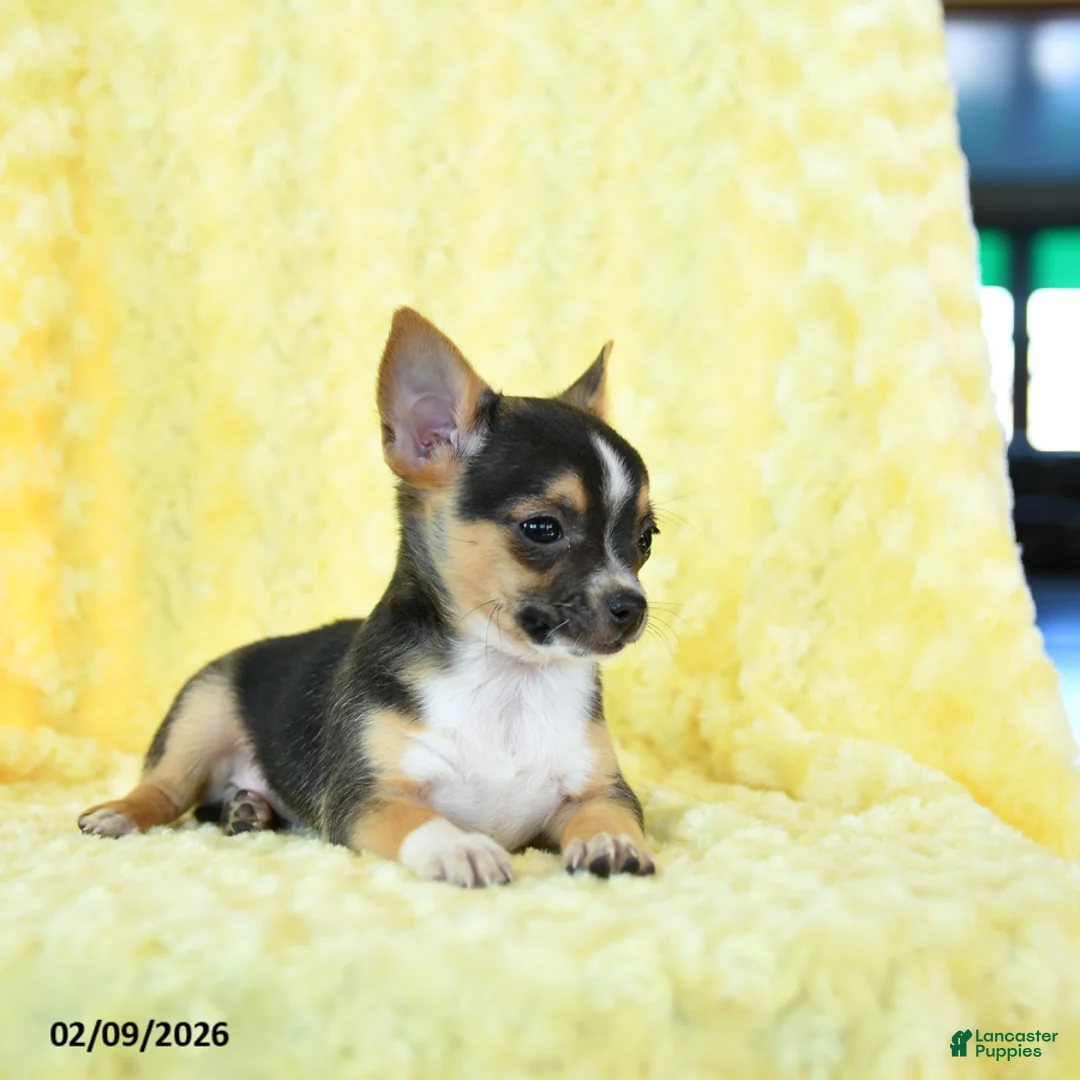 Chihuahua dogs for sale: Gunner - Ad 3