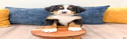 Bernese Mountain Dog dogs for sale: Jordan - Ad 3