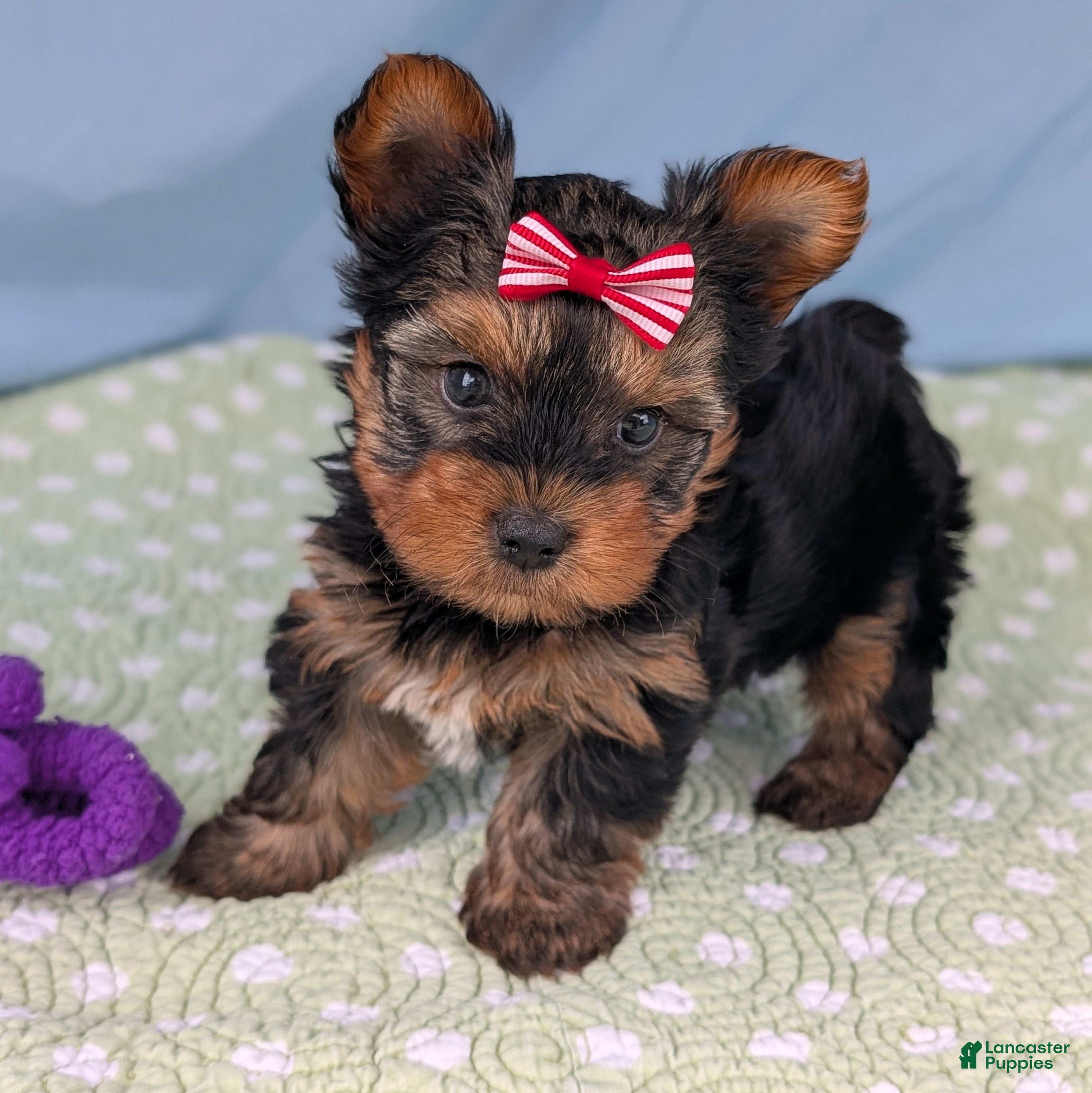 Yorkshire Terrier dogs Dumplin - Ad 2