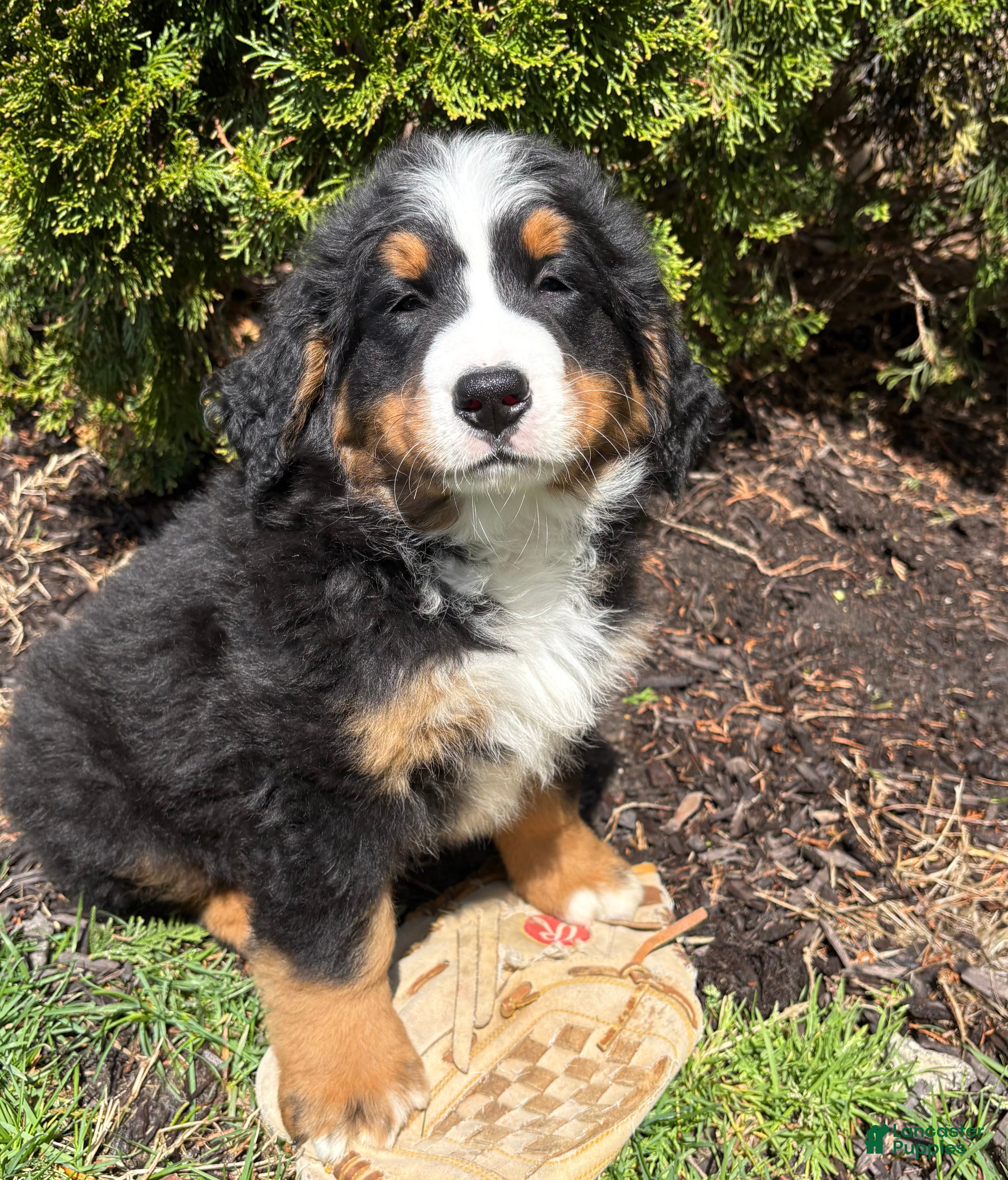Bernese Mountain Dog dogs Milo - Ad 2