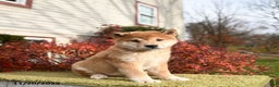 Shiba Inu dogs for sale: Fiona - Ad 3
