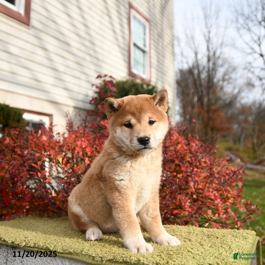 Shiba Inu dogs for sale: Fiona - Ad 3