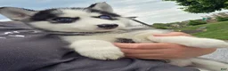 Siberian Husky dogs for sale: Emerson  - Ad 16