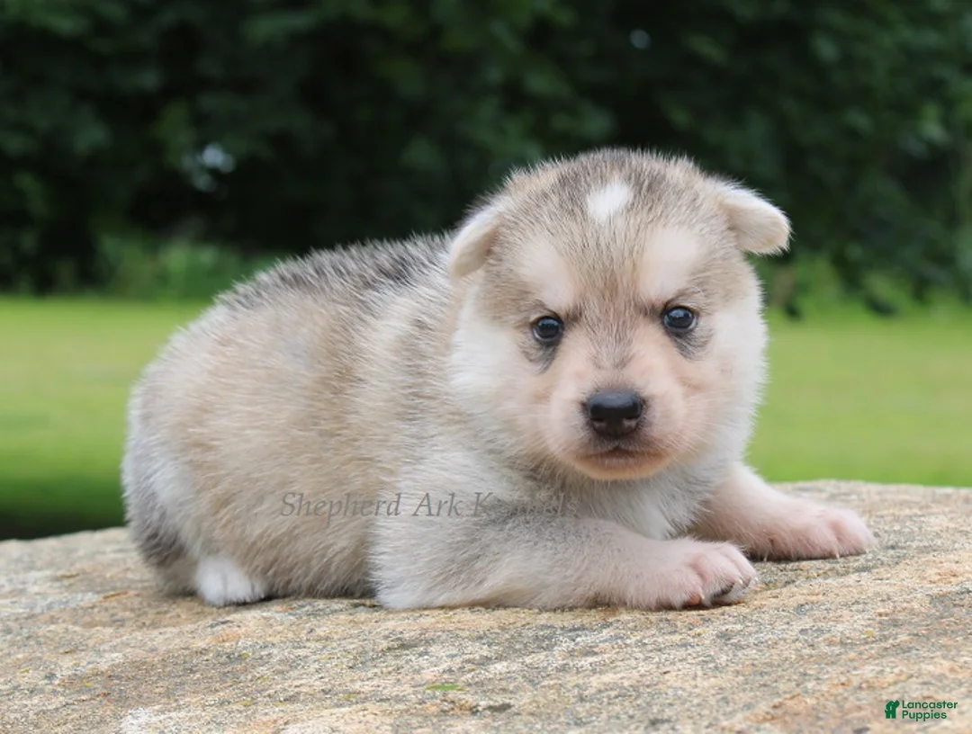 Gerberian Shepsky dogs for sale: Brown Collar Male - Ad 1