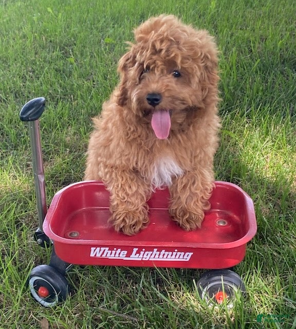 Cavapoo dogs Hector - Ad 1