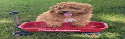 Cavapoo dogs for sale: Hector - Ad 1