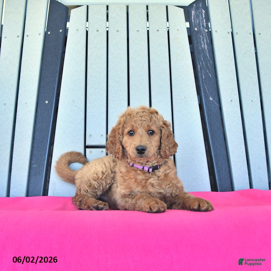 Mini Goldendoodle dogs Hazel  - Ad 1