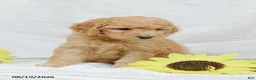 Goldendoodle dogs for sale: Jasmine - Ad 8